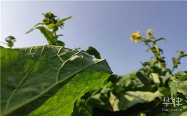 集體土地非農(nóng)建設(shè)的法律后果，集體土地非農(nóng)建設(shè)，不可不知的法律