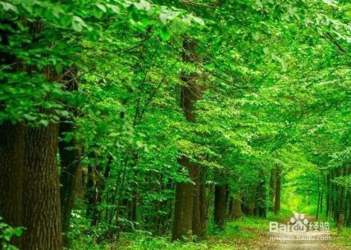 廠房綠化對環(huán)境的具體益處 行業(yè)新聞 第2張 廠房綠化對環(huán)境的具體益處 行業(yè)新聞 第2張