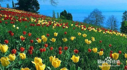 廠房綠化對環(huán)境的具體益處 行業(yè)新聞 第6張 廠房綠化對環(huán)境的具體益處 行業(yè)新聞 第6張